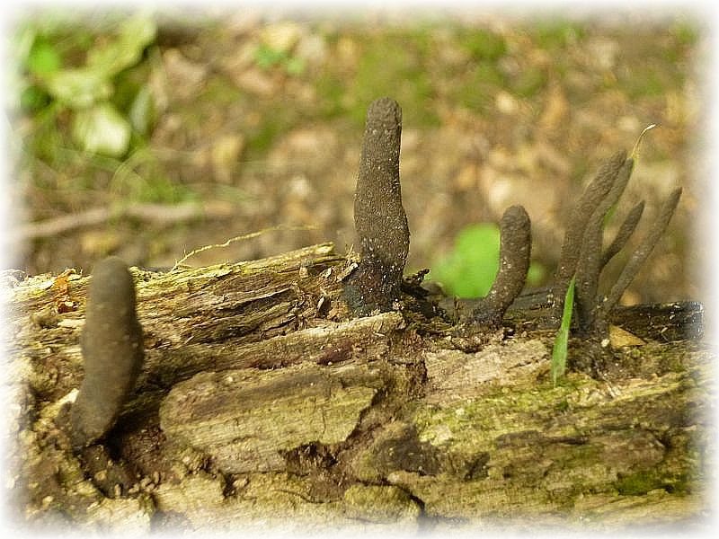Es handelt sich um die Schlanke Ahorn - Holzkeule (Xylaria longipes). Ein Schlauchpilz, als Verwandt mit unseren Morcheln und Lorcheln.
