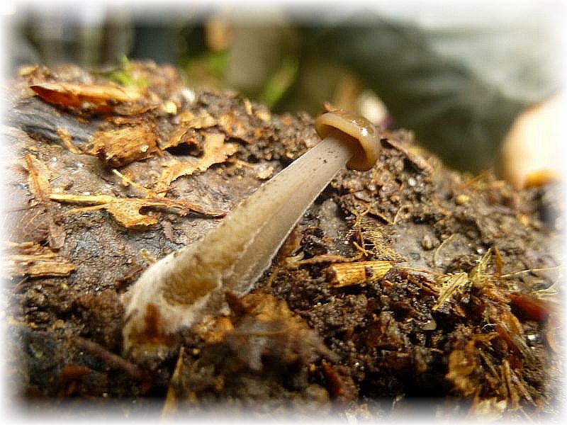 An der Unterseite eines weiteren, auf dem feuchten Waldboden liegenden Stück Laubholz , wuchsen junge Fruchtkörper des Langstieligen Knoblauchschwindlings (Marasmius alliaceus) heraus. 