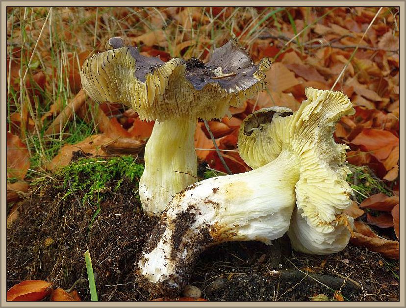 Der Schwarzfaserige Ritterling oder Schneepilz (Tricholoma portentosum) ist ein sehr guter Speisepilz. Wir finden ihn meist im Oktober und November in sandigen Wäldern. Gern zusammen mit Grünlingen unter Kiefern. Erwächst aber auch bei Fichten oder so wie hier im Buchenwald. Vereinzelt sogar aus besseren und gehaltvolleren Böden. Sein glatter, schwarzfaseriger Hut, die grauweißen Lamellen und der weiße Stiel, der meist, wie auch die Lamellen, einen gelbgrünlichen Anflug aufweisen sind gute Kennzeichen, auf die unbedingt geachtet werden muß, denn es gibt an derartigen Standorten sehr ähnliche Ritterlinge, die aber mehr oder weniger scharf schmecken und daher ungenießbat sind. Standortfoto im Deichelseegebiet.