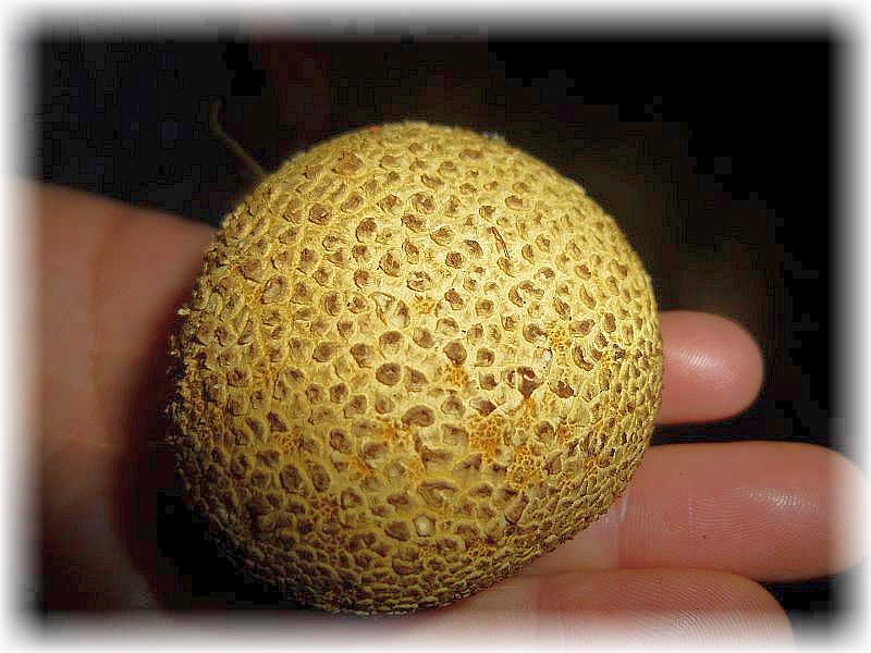 Wunderschö ornamentiert zeigt sich hier die Oberfläche des leicht giftigen Dickschaligen Kartoffel - Hartbovistes (Scleroderma citrinum).