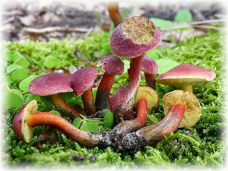 An Röhrlingen konnten wir heute nur einige frische Blutrote Röhrlinge (Xerocomus rubellus) ausmachen. Sie gehören zu den Filzröhrlingen und stehen somit den bekannten Rotfüßchen und Ziegenlippen sehr nahe. Da sie oft leuchtend rote Hüte aufweisen, werden sie von den meisten volkstümlichen Pilzsammlern nicht zum Essen mitgenommen, weil rote Farben bei Pilzen ihnen immer suspekt vorkommen. Natürlich dürfen diese hübschen Pilze selenruhig in den Sammelkorb wandern. Foto standortversetzt am 05.08.2013 im Wald bei Sterley.