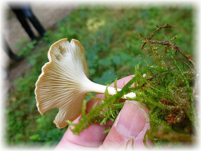 Sogleich wurden am Wegrand die ersten Pilze entdeckt. Charakeristisch für solche Standorte ist u.a. der essbare Gelbbraune Trichterling (Clitocybe gibba).