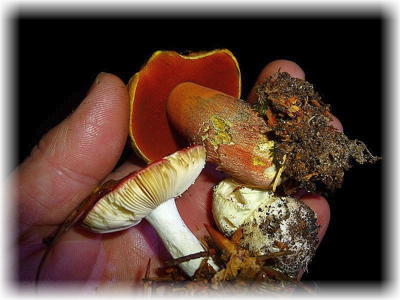 Eine Handvoll Pilze: jeweils ein Täubling, ein Wulstling oder Knollenblätterpilz (Gelber) und ein Dickröhrling (Flockenstieliger Hexen - Röhrling).
