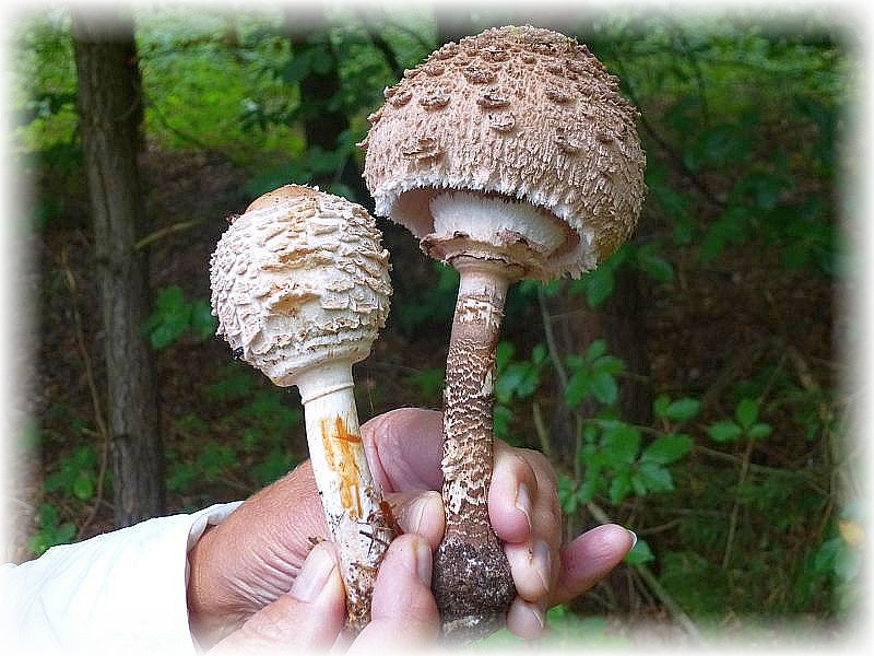 Bald waren auch schon die ersten ansehlichen Pilze entdeckt. Links ein rötender Safran - Schirmpilz (Macrolepiota rhacodes und rechts ein Riesenschirmpilz (Macrolepiota procera). Die Hüte beider Arten sind sehr schmackhaft.