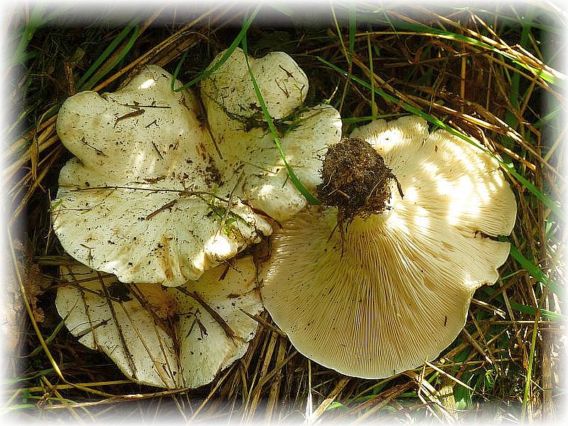 Der unangenehm mehlartig riechende Pilz kann riesige Fruchtkörper mit bis zu 40 cm Hutdurchmesser bilden und tritt oft in spektakulären Hexenringen auf. Er gilt als essbar. Standortfoto.
