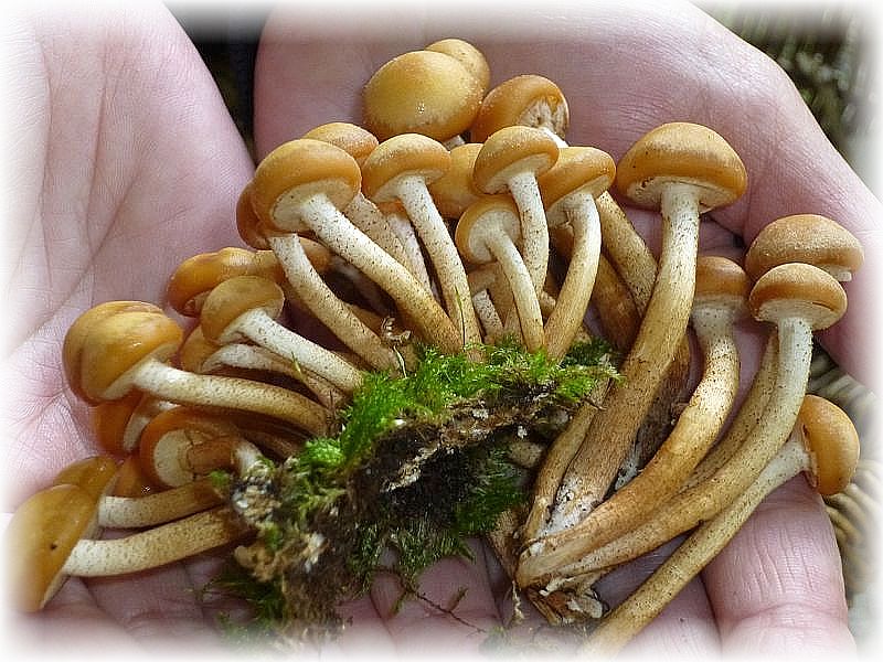 Stockschwämmchen (Kuehneromyces mutabilis) zählen zu den edelsten und schmackhaftesten Speisepilzen, die wir in unseren Wäldern finden können. Man achte stets auf die kleinen, bräunlichen Schüppchen am Stiel!