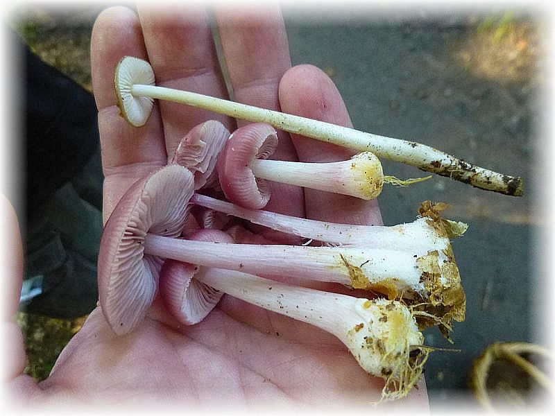 Der schöne Rosa - Helmling (Mycena rosea) wird in den nächsten Wochen viele Waldwege säumen. Er gehört zu den leicht giftigen Rettich - Helmlingen. Das obere Exemplar ist ein Wurzel - Schleimrübling, der oftmals eine lange Pfahlwurzel besitzt unn oft neben Buchenstubben heraus kommt. Die Hüte des geringwertigen Pilzes können im Mischgericht Verwendung finden.