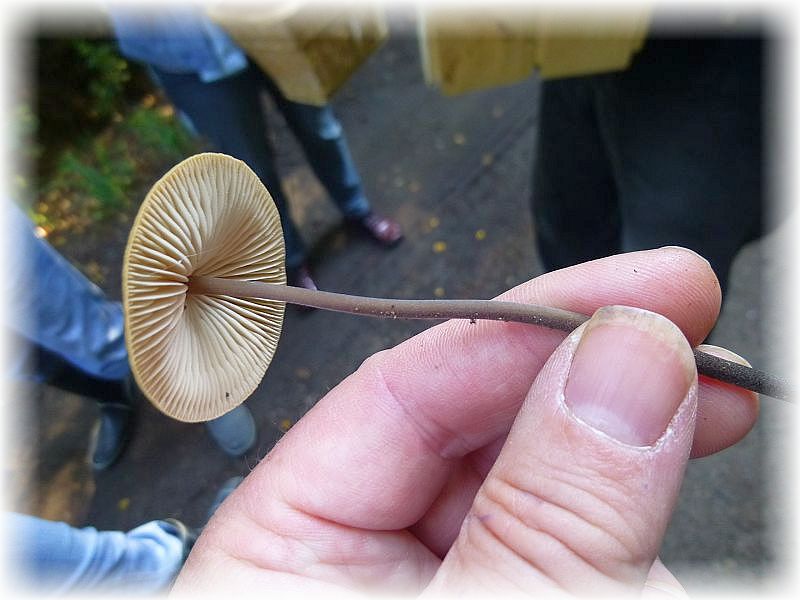 Die Hüte des Langstieligen Knoblauch - Schwindlings können als Würze eine Pilzsuppe bereichern. Ihr intensiber Knoblauchgeruch ist beeindruckend.