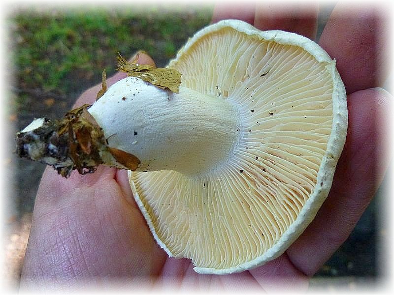 Auf besseren Buchenwaldstandorten ist der Trockene Schneckling (Hygrophorus penarius) eine Charakterart. Die kompakten und fleischigen Fruchtkörper können zwar gegessen werden, sollen aber nicht sonderlich gut schmecken.