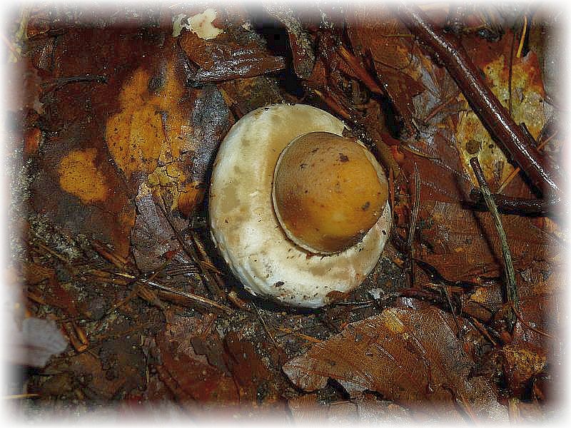 Dieses ominöse Pilzchen stand mitten auf unseren kleinen Waldweg. Was mag es nur sein, vieleicht ein zukünftiger Erdstern, wurde vermutet. Mit nichten, so sieht ein Baby - Riesenschirmpilz aus!