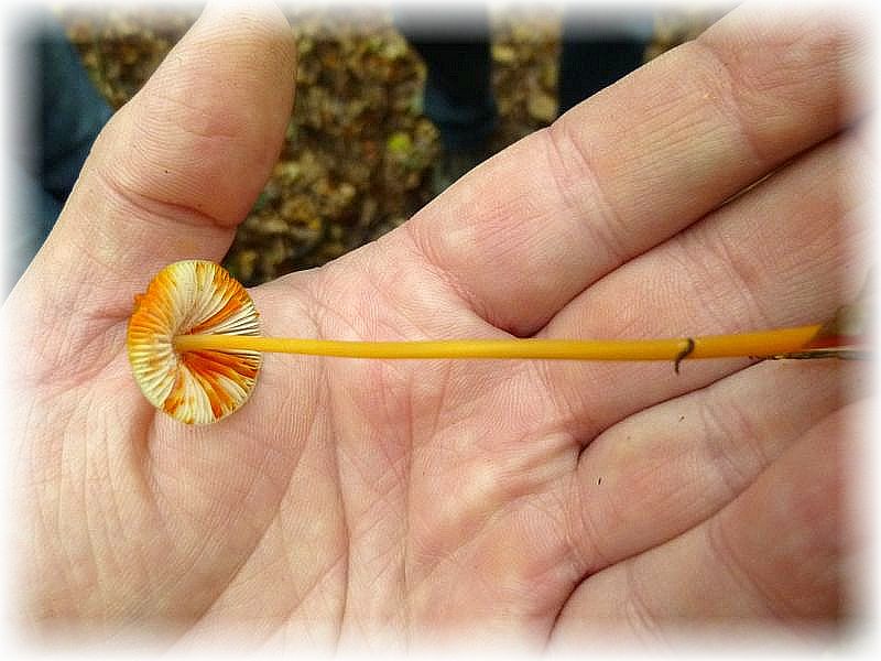 Der zunächst unscheinbare Gelbmilchende Helmling (Mycena crocata) besticht beim Sammeln aber durch die intensiv orange gefärbte, milchige Flüßigkeit die an verletzten Stellen reichlich austritt. Ohne Bedeutung für den Kochtopf da viel zu klein.