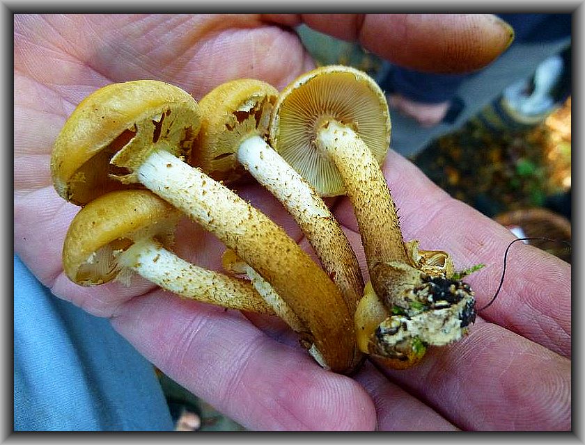 Beim Sammeln von Stockschwämmchen (Kuehneromyces mutabilis) ist unbedingt auf die Schüppchen am Stiel zu achten. Bei diesen jungen Pilzen sind sie nicht zu übersehen.