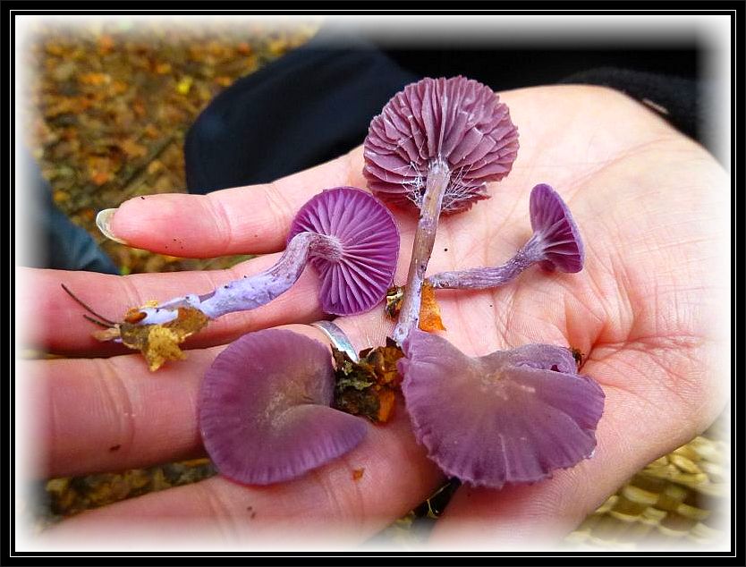Leuchtend violetten Farbe bei Durchfeuchtung, dickliche, entfernt stehende Lamellen, eingedellter Hut und etwas zäh sind die wichtigsten Kennzeichen des Violetten Lacktrichterlings (Laccaria amtetystea). Essbar.