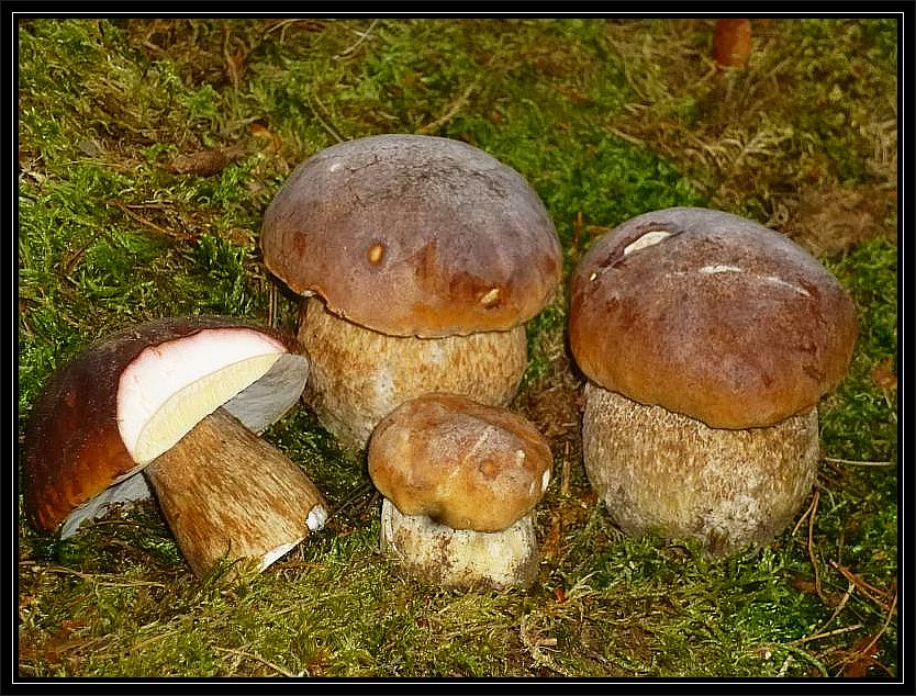 Diese prächtigen Steinpilze aus dem Formenkreis um Boletus edulis brachten uns Pilzfreunde aus Niedersachsen mit. Sie fanden die Pilze bei einem kleinen Zwischenstopp unter einer Baumgruppe außerhalb des Waldes.
