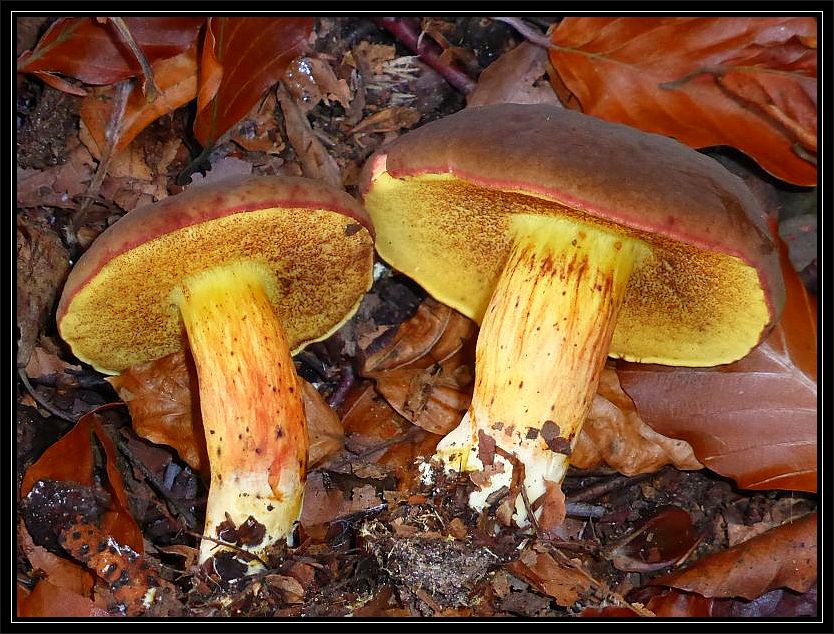 Ein häufiger Röhrling im Buchenwald ist zur Zeit das Derbe Rotfüßchen (Xerocomus pruinatus). Leider sind sie oft vom parasitischen Goldschimmel oder von Maden befallen. 