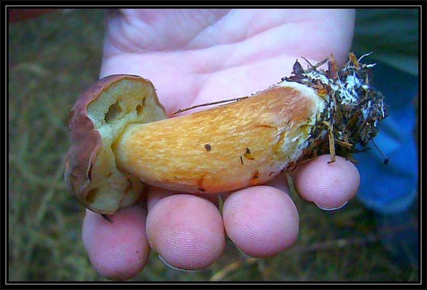 Der Lieblingsstandort des Maronen - Röhrlings (Xerocomus badius) ist ebenfalls im Fichtenwald. Auch Kiefernforste können reich an Maronen sein. Selbst in Laubwäöldern unter Eichen und Buchen ist der Pilz nicht selten anzutreffen.
