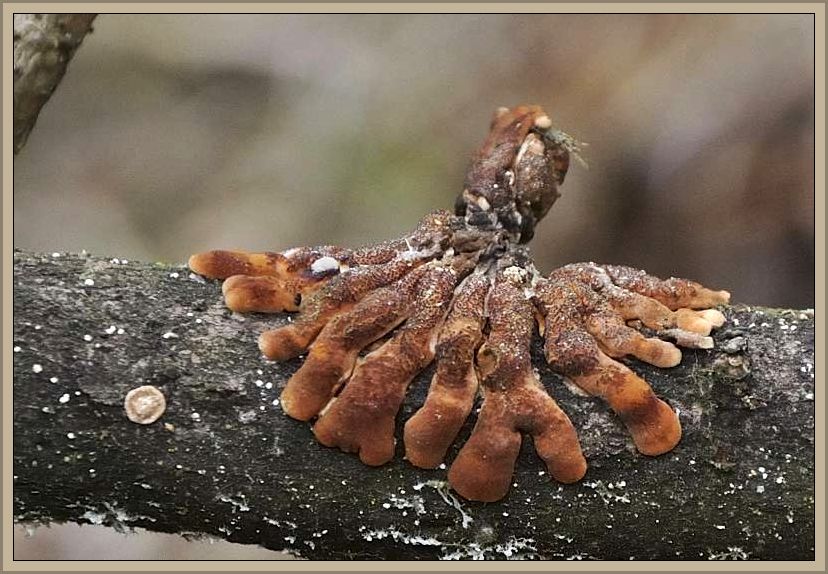 Trollhand (Hypocreopsis lichenoides) oder auch Weiden - Scheinflechtenpilz genannt ist eine Art aus der Krustenkugelpilz - Verwandtschaft. Wie kleine Hände von urwüchsig, mystischem Anblick finden wir diese Pilze gelegentlich an Weiden in oft nassen und feuchten Biotopen. Die Färbung ist gold - bis Rotbraun und erscheint im Frühjahr bei Perithecienreife punktiert. Ohne Speisewert. 