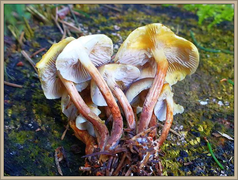 Auch der Graublättrige Schwefelkopf (Hypholoma capnoides) ist nur an nadelholz zu finden. Er zählt zu unseren schmackhaftesten und vorzüglichsten Speisepilzen überhaupt und ist in der Zeit von Oktober bis April zu findern.