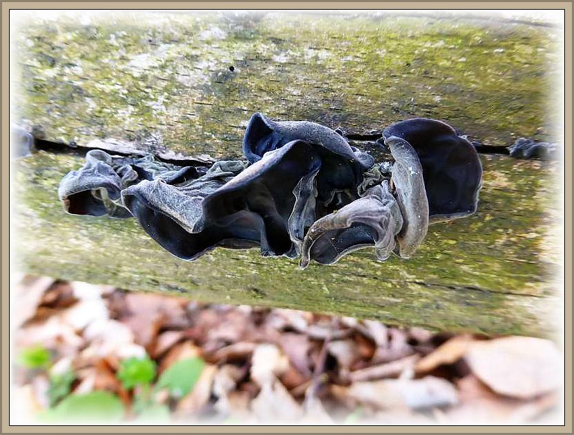 Auch diese Judasohren (Hirneola auricula - judae) waren Knochenhart getrocknet. Nimmt man sie mit nach Hause und legt sie für eine weile ins Wasser, quellen sie wieder auf.