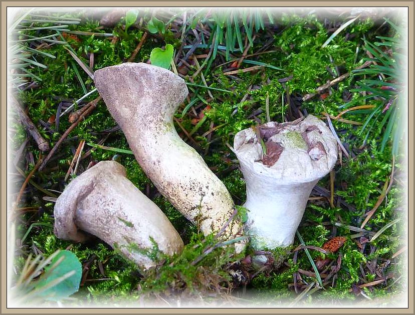 Diese Stäublinge aus dem vergangenen Jahr haben die meisten ihrer Sporen bereits dem Wind anvertraut. Sie wuchsen im Fichtenwald, möglicherweise sind es die Ruinen von Braunen Stäublingen (Lycoperdon umbrinum).