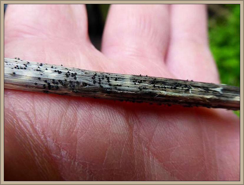 Der Zugespitzte Kugelpilz (Leptosphaeria acuta) wächst auf vorjährigen Stengeln der Großen Brennnessel (Urtica dioica).)
