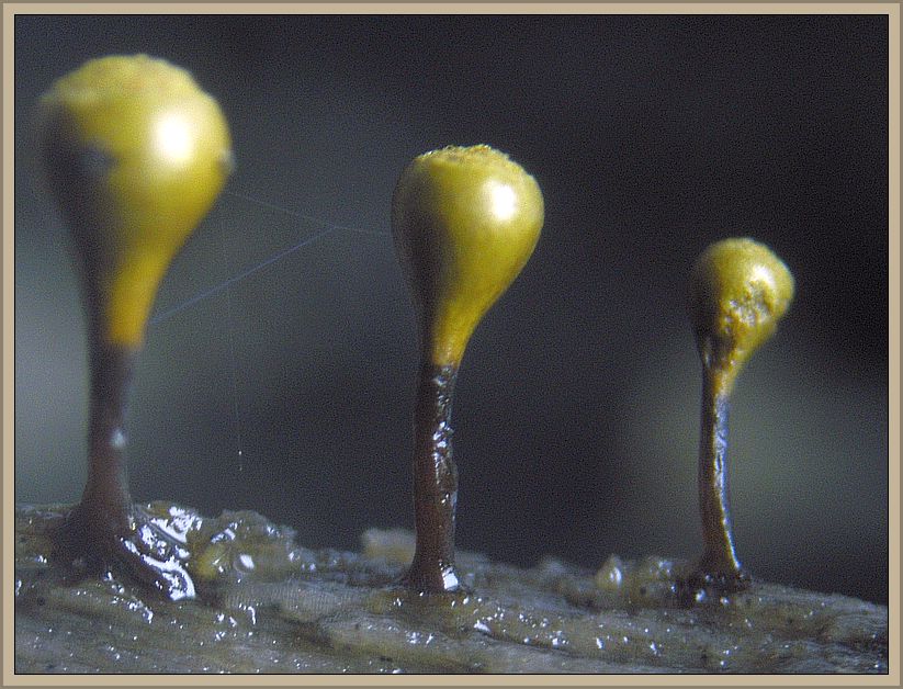 Auf nassen Holzstückchen gab es auch Schleimpilze. Hier sehen wir Trichia decipiens in starker Vergrößerung in der Fruktifikationsphase. Schleimpilze sind keine echten Pilze. Sie bilden übergänge zwischen vom Pilzreich zum Tierrreich und sind einzellige Organismen. Foto: Christopher Engelhardt.