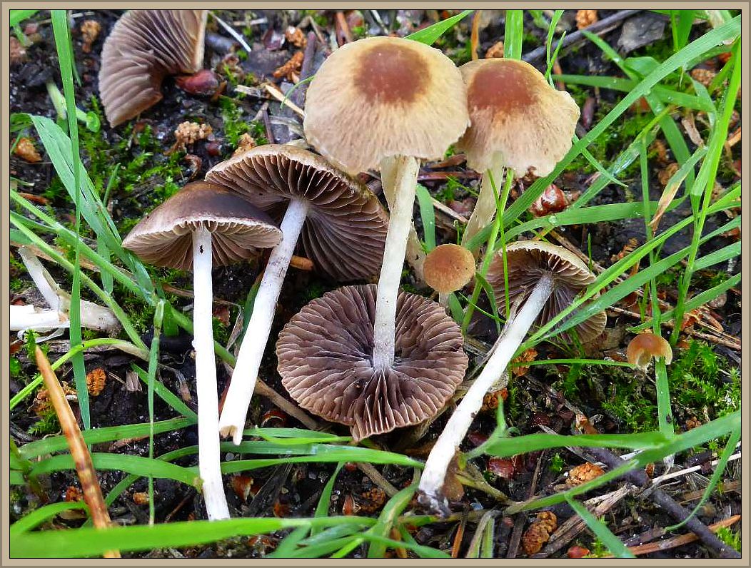 Eine Gruppe Mürblinge (Psathyrella specc.) mitten auf dem grasigen Waldweg.