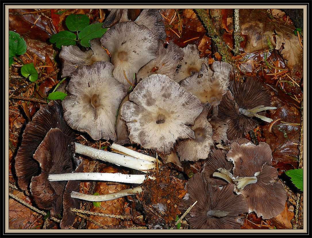 Überrascht haben mich gestern im Höltingsdorfer Forst diese Lilablättrigen Mürblinge. Sie gehören zu den ersten Pilzen die nach trockneren Wetterphasen nach Niederschlägen einen neuen Wachstumsschub ankündigen. Demzufolge hat es hier sicherlich vor schon nennenswerten Regen gegeben. Wahrscheinlich im Zusammenhang mit einer Gewitterfront am 04. Juli. Da diese zerbrechlichen Pilze oft in großen Scharen auftreten. lohnt es sich sie für eine Pilzsuppe einzusammeln. Zumindest für Feinschmecker und Kenner, denn sie sollen ausgezeichnet munden!