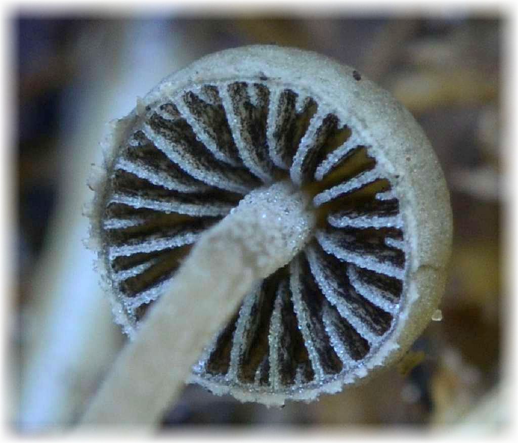 Das graue Pilzchen in der Vergrößerung - Behangener Düngerling (Panaeolus papilionaceus). 