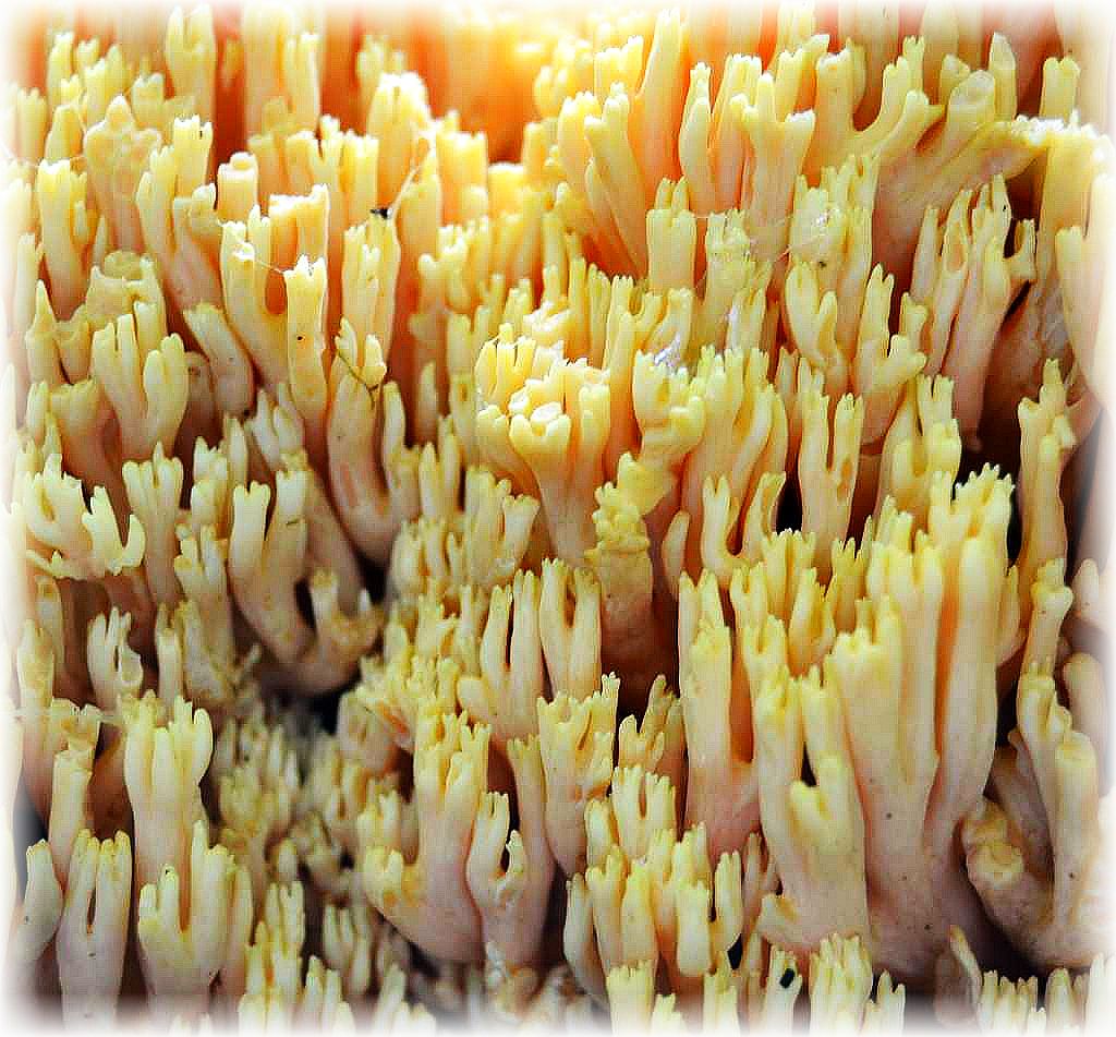Hier noch ein schönes Foto von Torsten Richter. Es zeigt in Nahaufname die Äste der Dreifarbenen Koralle (Ramaria botrytis), die wir am Sonnabend in Prachtausführung im Radebachtal bei Blankenberg fanden. Gut sind die gelben Astpitzen zu erkennen, im Inneren herrschen lachsrosa Farbtöne und der Strunk und das Fleisch sind weißlich gefärbt. Giftig! 