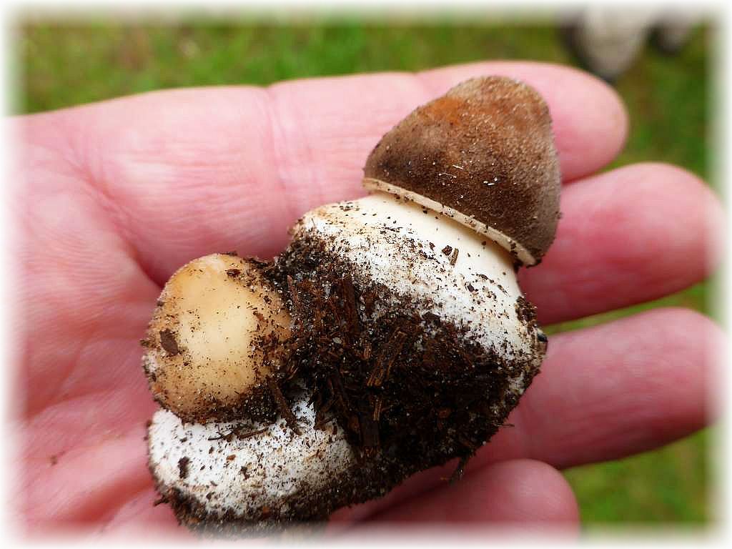 Eigentlich viel zu schade, diese embryonalen Riesen - Schirmpilze (Macrolepiota procera) aus dem Substrat zu heben, bedenkt man bedenkt, welch stattliche Pilze es werden können. 