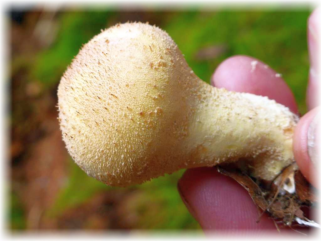 Der Flaschen - Stäubling (Lycoperdon perlatum) besitzt auf der Oberfläche zahlreiche körnige Flöckchen, die griesühnlich an den Fingern oder im Sammelkorb an andren Pilzen hängen bleiben. Jung, fest und weichfleischige kann er durchaus gegessen werden.