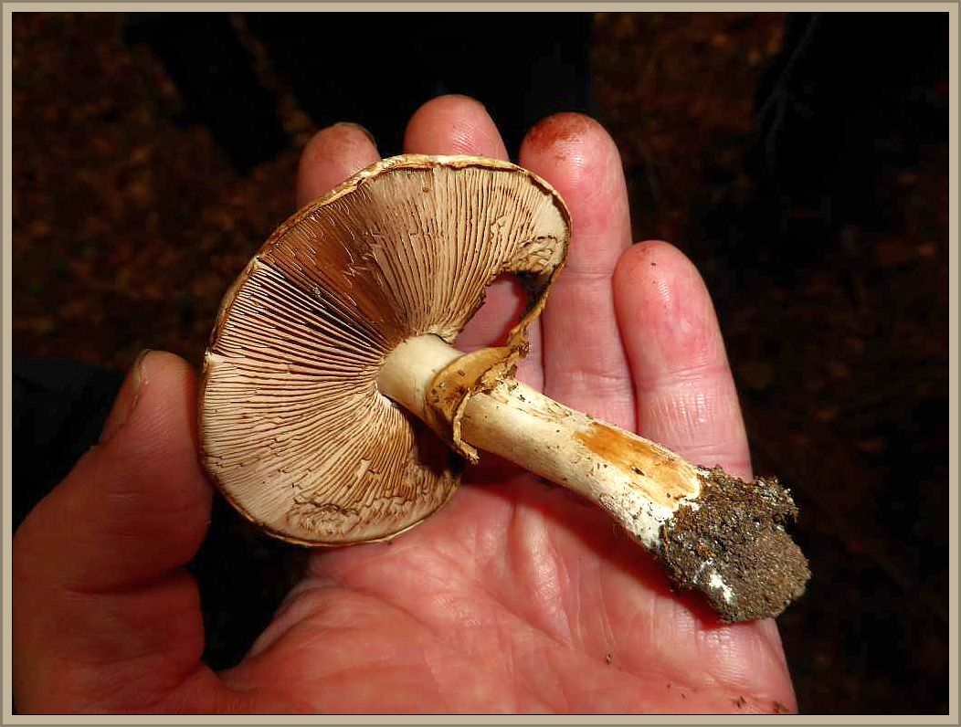 Der Echte Waldchampignon (Agaricus silvaticus) ist vor allem in der Streu der Fichtenwälder zu hause. Der braunschuppige Pilz rötet im Schnitt und bei Verletzung.