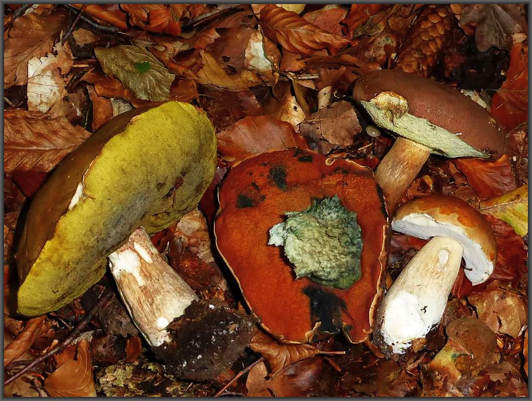 Auch diese Pilze sind etwas von Tiren angeknappert und gleichzeitig auch für uns Menschen in gut gegartem Zustand eine Delikatesse. In der Mitte sehen wir den rotporigen Hut eines Flockenstieligen Hexen - Röhrlings (Boletus luridiformis), flankiert von zwei Steinpilzen (Boletus edulis) und rechts oben einer Marone (Xerocomus badius).