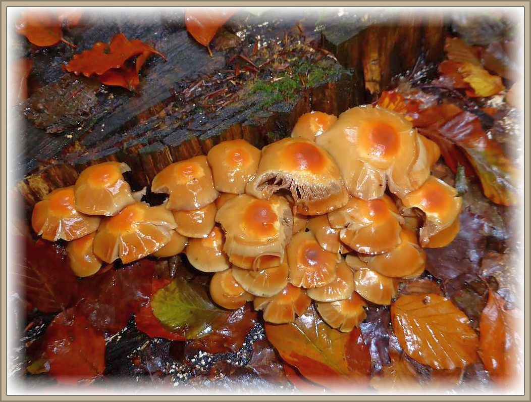 Diese vorzüglichen Stockschwämmchen (Kuehneromyces mutabilis) zeigen Trockenriße auf dem Hut.