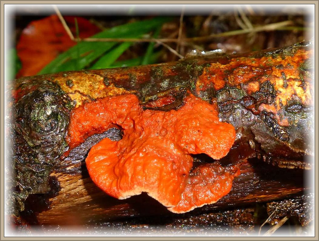 Der Nördliche Zinnoberschwamm (Pycnoporus cinnabarinus) gehört zu den farbenfreudigsten, einheimischen Großpilzen. Wir finden diese Porlinge an besonders trocken liegendem Totholz, gerne an Rotbuche.