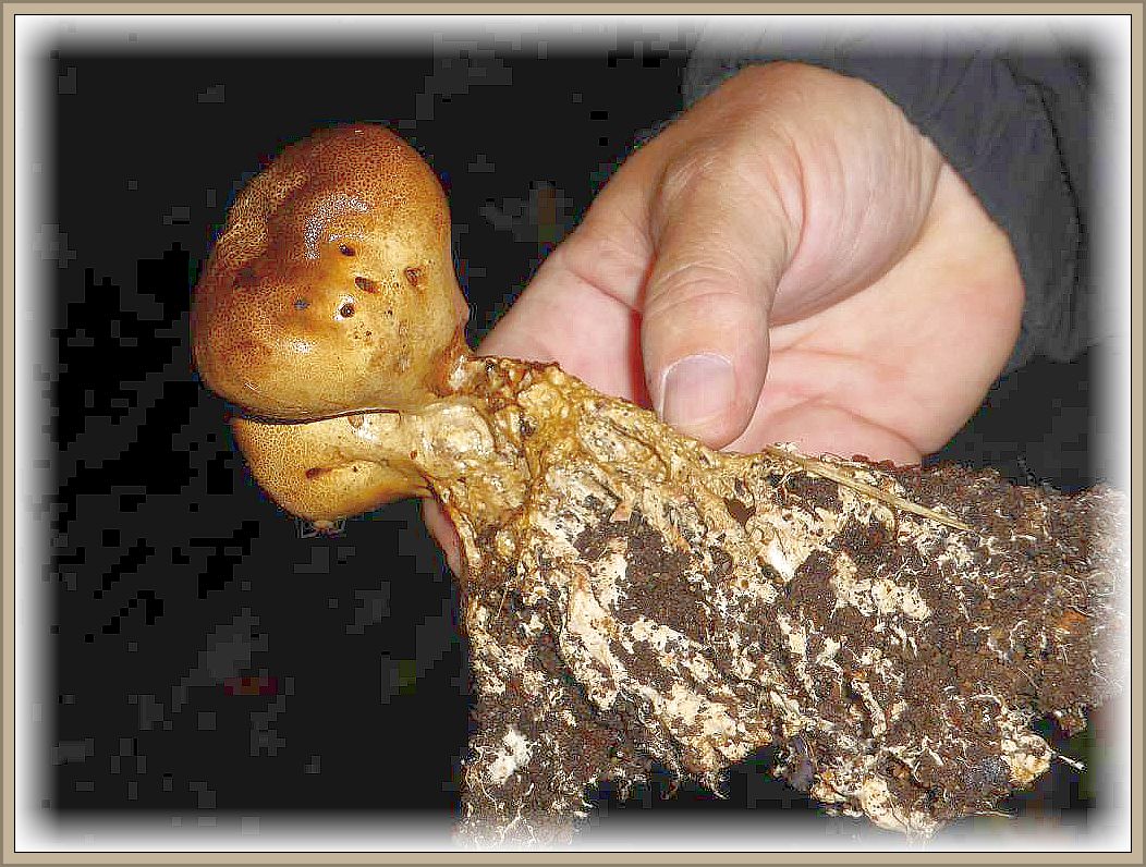 Dieser schwach giftige Dünnschalige Kartoffel - Hartbovist (Scleroderma verrucosum) trägt einen mächtigen, urwüchsigen Bart, eine wurzelartig verzweigte Stielverlängerung.