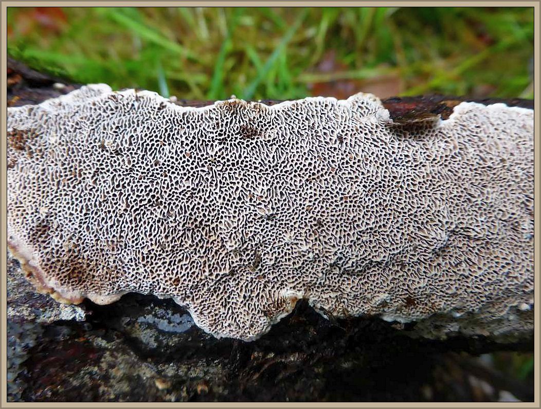 Die Großporige Datronie (Datronia mollis) ist ein nicht so häufiger, resupinater Porling an Laubholz. Resupinat bedeutet, er bildet keine oder kaum Hüte aus und der Pilz wächst flächig am Substrat.
