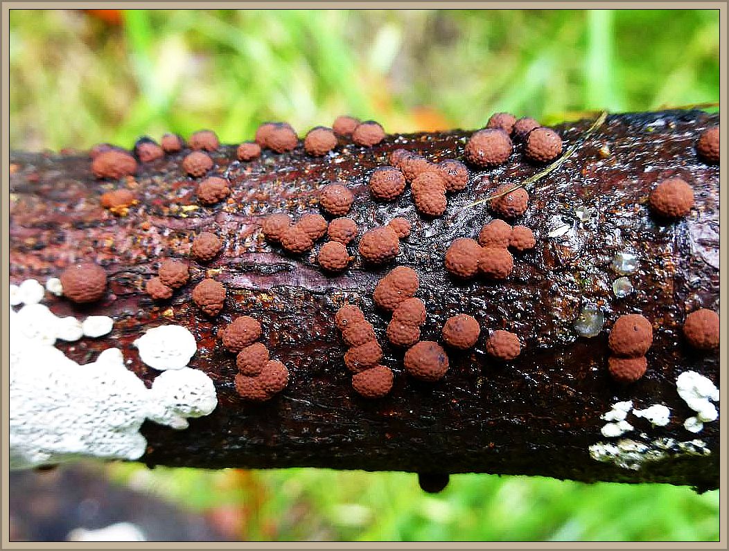 Am gleichen Laubholzknüppel ein weiterer Holzpilz. Die Rotbraune Kohlenbeere (Hypoxylon fuscum). Auch diese Baumwarzen sind Großpilze und gehören zu den Schlauchpilzen. Großpilze sind alle Arten die ihne Lupe mit dem bloßen Auge zu erkennen sind. Schlauchpilze wachsen nicht auf Schläuchen und sehen auch nicht wie solche aus. Ihre Sporen werden in Schläuchen gebildet, die man unter dem Mikroskop gut sehen kann.