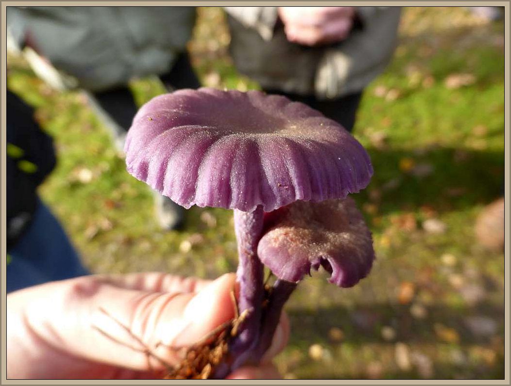 Wunderschön harmonisch ist die Architektur des Hutes dieses Violetten Lacktrichterlings (Laccaria ametystea). Sie erinnert etwas an einen aufgeschirmten Fallschirm. Der Pilz ist essbar.