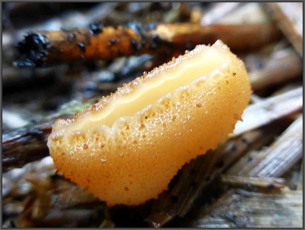 Ein besonders schönes Exemplar des Blasigen Becherlings (Peziza vesiculosa) auf dem beimpften Strohballen auf dem Hof. Im Hintergrund sehen wir Tintenreste zerlaufener Misttintlinge. Standorfoto am 06.11.2015.