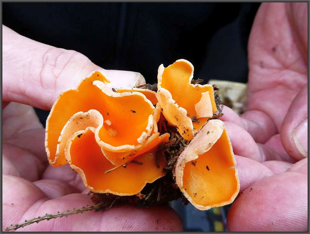 Der Orangebecherling (Aleuria aurantia) ist eine Augenweide und ein herbstlicher Schuck unserer Wälder. Er gilt zwar als essbar, es ist aber nicht viel drann und es wäre auch viel zu schade diese wunderschönen Farbtupfen aus diesem schnöden Grunde der Natur zu entnehmen. Demnächst wir diese Art von dem noch deutlich farbintensieren Österreichen Kelchbecherling abgelöst.