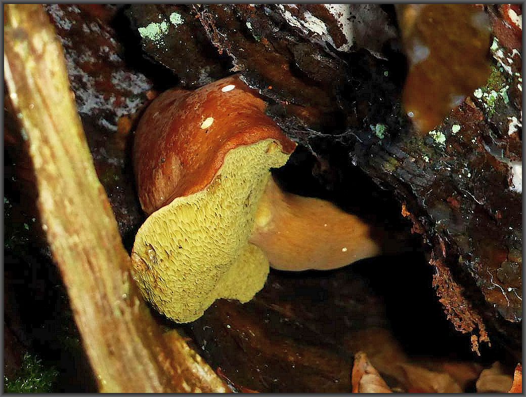 Ein Maronen - Röhrling (Xerocomus badius) zwängt sich aus einem modrigem Baumstamm heraus.