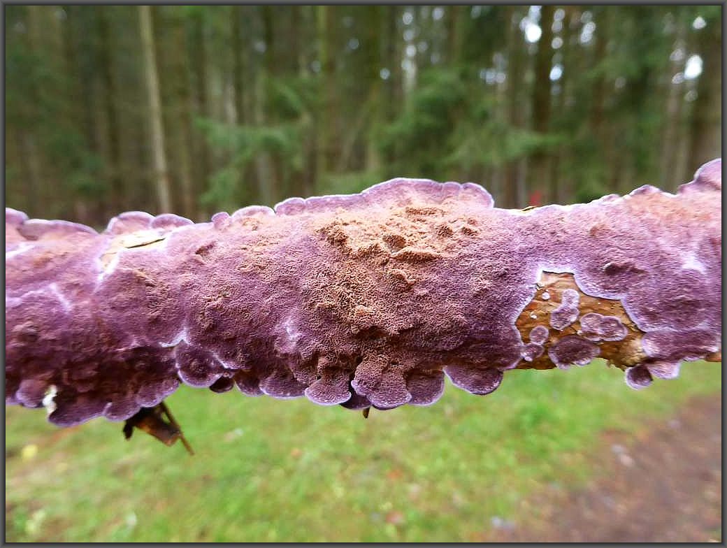 Ein am Boden liegender Kiefernast ist flächig - resupinat vom Gemeinen Violettporling (Trichaptum abietinum) überzogen.