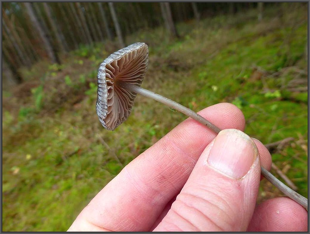 Hier der hochbeinige, schlanke Pilz aus dem Nadelwald nochmal in voller Größe.