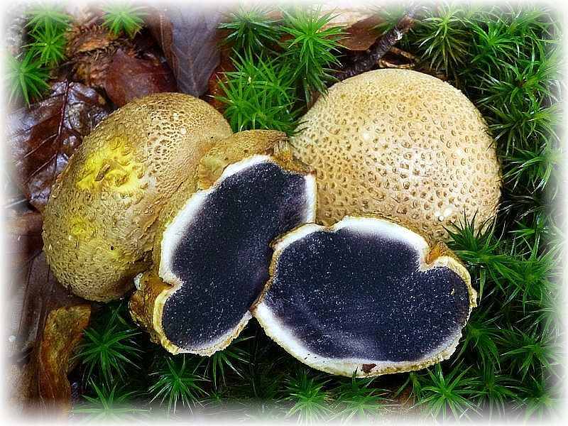 k-p1060381 Der giftige Dickschalige Kartoffel - Hartbovis (Scleroderma citrinum) ist ein Bauchpilz. Die Sporen werden im inneren des Fruchtköpers, im Bauch, ausgebildet.