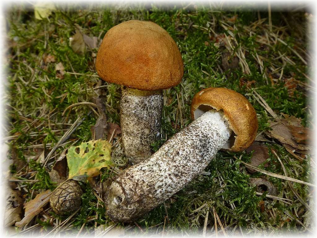 k-p1050224 Die Birken - Rotkappe (Leccinum testaceoscabrum). Eine klassische Röhrlingsart. Sie gehört zu den Rauhstiel - Röhrlingen.