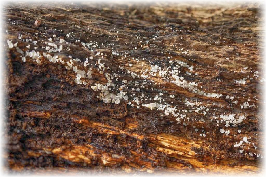 An der Unterseite eines alten Eichenstubbens unzählige Schneeweiße Haarbecherchen (Dasyscyphus niveus). Foto: Ulrich Klein. 