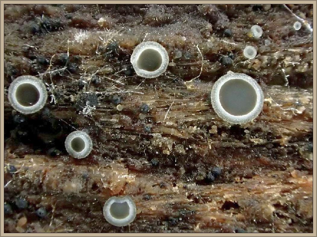 Ähnlich winzig diese kleinen Aschgrauen Weichbecherchen (Mollisia cinerea), ebenfalls eine sehr häufige Schlauchpilzart an feucht liegendem Eichenholz. Auch ein Foto von Chris.