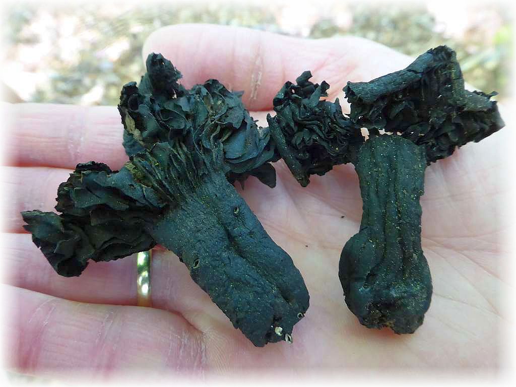 Mumifizierte Schwarztäublimge aus dem letzten Jahr. Es habdelt sich um den Dickblättrigen Kohlen - Täubling (Russula nigricans). Die alten Überbleibsel sind noch oft im nächsten Jahr in trockenen Buchenwäldern anzutreffen.